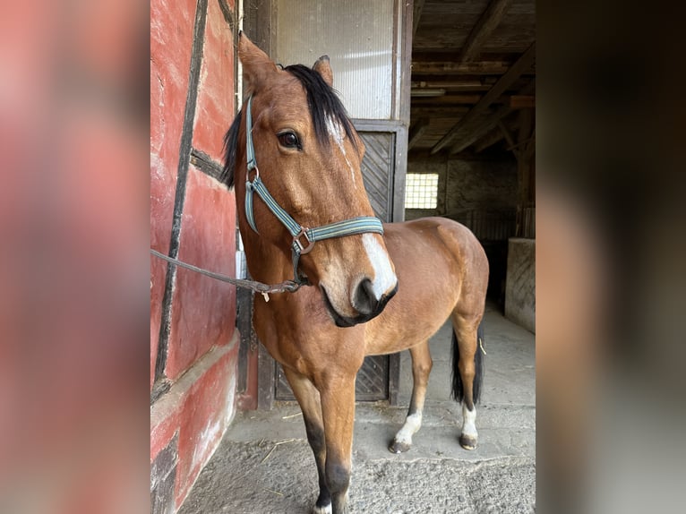 Hannoveriano Caballo castrado 13 años 172 cm Alazán in Breisach am Rhein