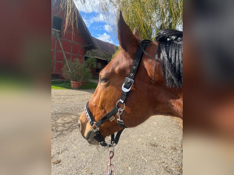 Hannoveriano Caballo castrado 13 años 172 cm Alazán in Breisach am Rhein