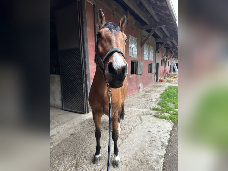 Hannoveriano Caballo castrado 13 años 172 cm Alazán in Breisach am Rhein