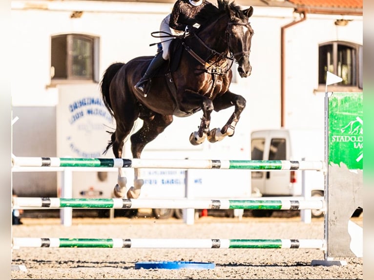 Hannoveriano Caballo castrado 13 años 172 cm Negro in Grodzisk Mazowiecki