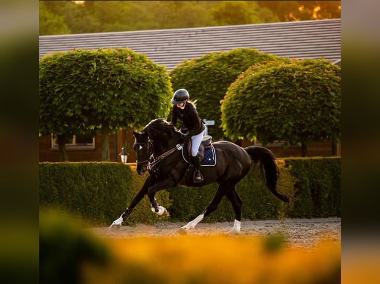 Hannoveriano Caballo castrado 13 años 172 cm Negro in Grodzisk Mazowiecki