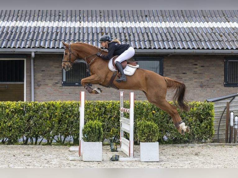 Hannoveriano Caballo castrado 13 años 173 cm Alazán in Waddinxveen