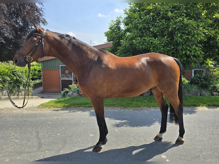 Hannoveriano Caballo castrado 13 años 173 cm Castaño in Bargstedt-Ohrensen