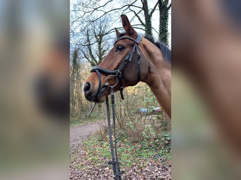Hannoveriano Caballo castrado 13 años 173 cm Castaño in Heiligenhaus