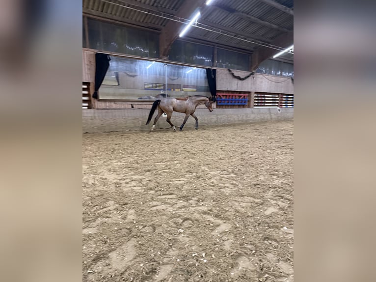 Hannoveriano Caballo castrado 13 años 173 cm Castaño in Heiligenhaus