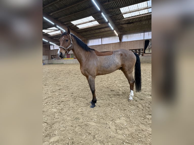 Hannoveriano Caballo castrado 13 años 173 cm Castaño in Heiligenhaus