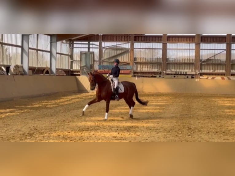 Hannoveriano Caballo castrado 13 años 174 cm Alazán in Asbach