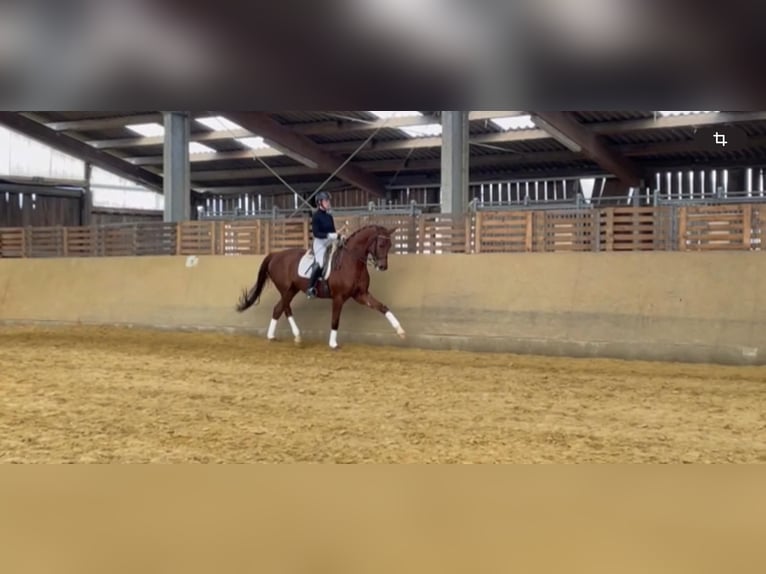 Hannoveriano Caballo castrado 13 años 174 cm Alazán in Asbach