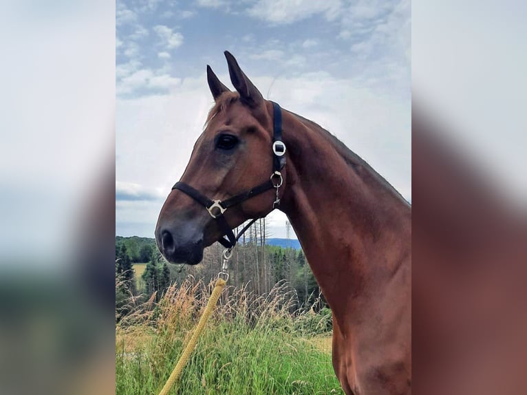 Hannoveriano Caballo castrado 13 años 174 cm Alazán in Asbach