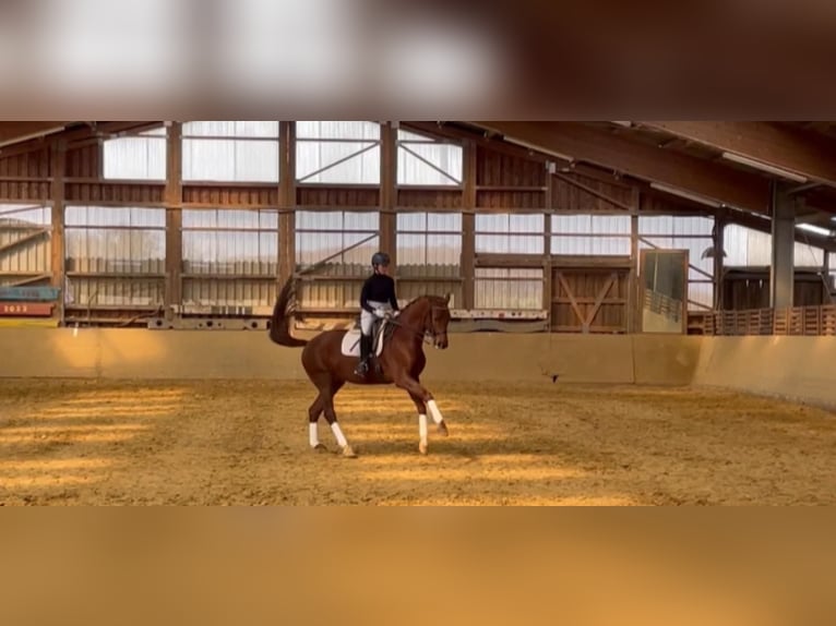 Hannoveriano Caballo castrado 13 años 174 cm Alazán in Asbach