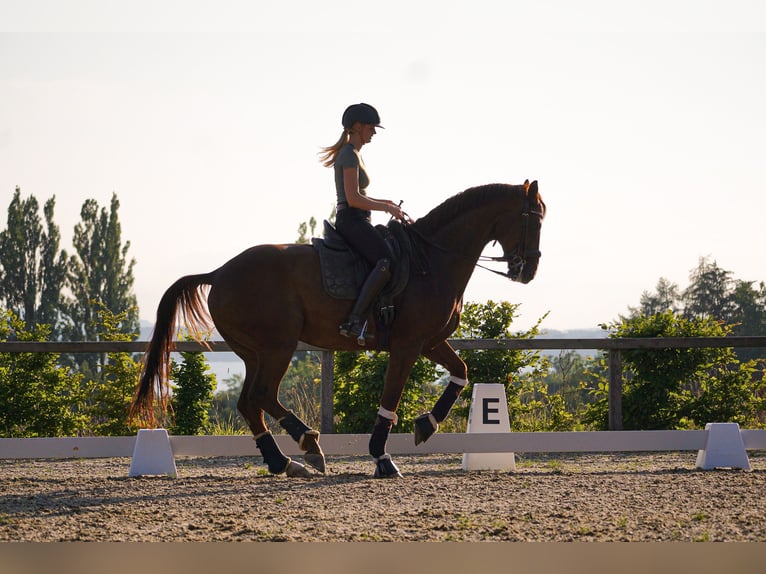 Hannoveriano Caballo castrado 13 años 174 cm Alazán-tostado in Karlsfeld