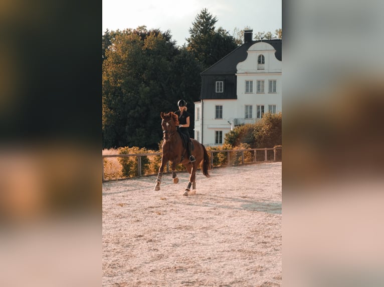 Hannoveriano Caballo castrado 13 años 174 cm Alazán-tostado in Karlsfeld