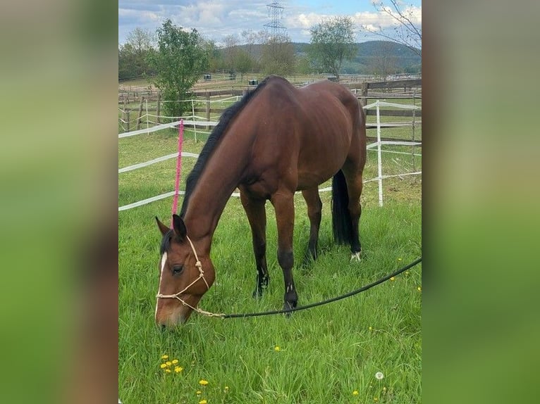 Hannoveriano Caballo castrado 13 años 174 cm Castaño in Alzenau in Unterfranken
