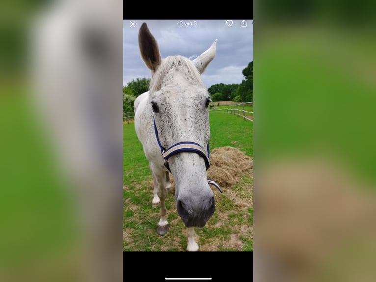 Hannoveriano Mestizo Caballo castrado 13 años 174 cm Tordo picazo in Heiligenhafen