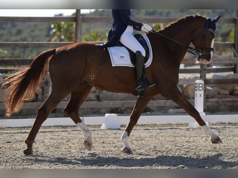 Hannoveriano Caballo castrado 13 años 175 cm Alazán in Naquera