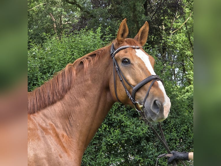 Hannoveriano Caballo castrado 13 años 175 cm Alazán in Wachtendonk