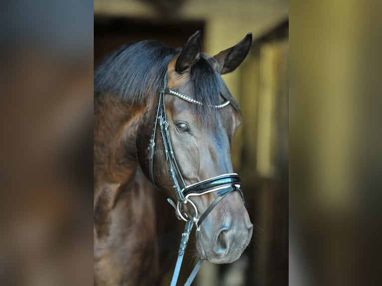 Hannoveriano Caballo castrado 13 años 175 cm  in Baden bei Wien