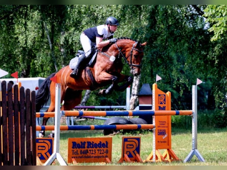 Hannoveriano Caballo castrado 13 años 175 cm Castaño in Hamburg Neuengamme