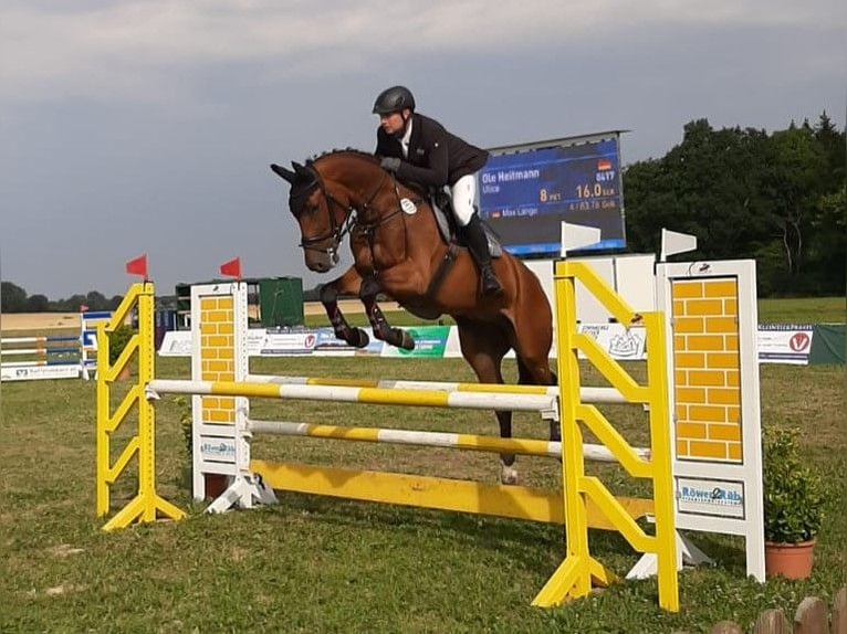 Hannoveriano Caballo castrado 13 años 175 cm Castaño in Hamburg Neuengamme