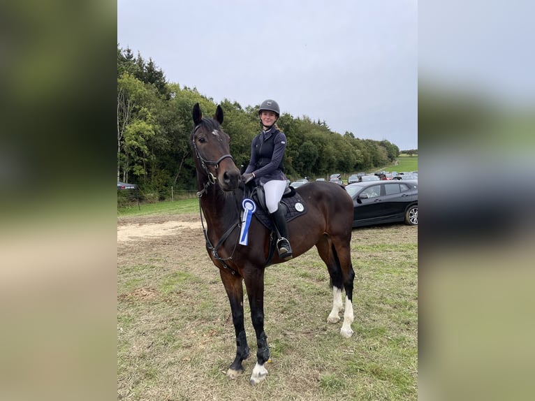 Hannoveriano Caballo castrado 13 años 175 cm Castaño in Donaueschingen-Immenhöfe