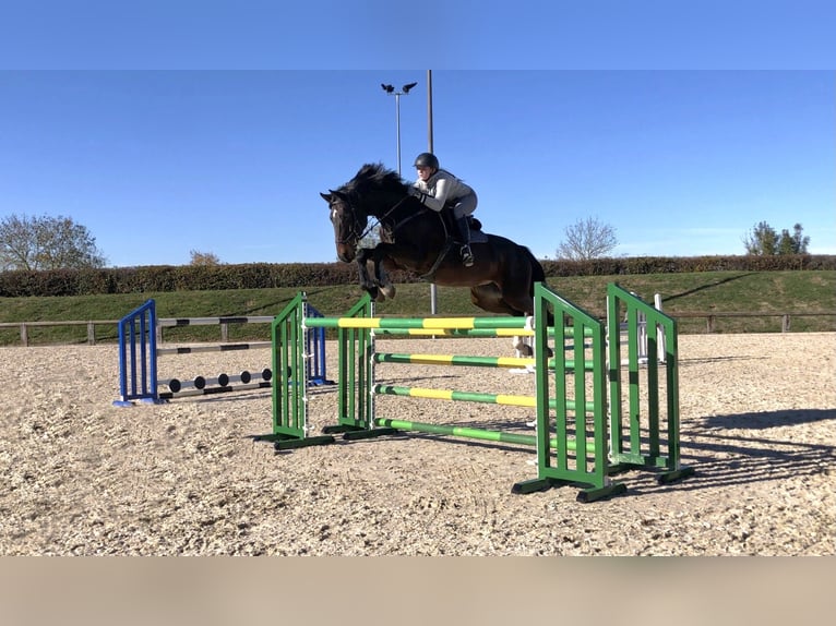 Hannoveriano Caballo castrado 13 años 175 cm Castaño in Donaueschingen-Immenhöfe