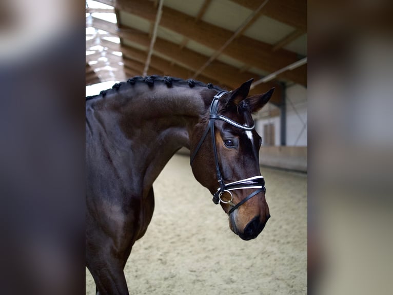 Hannoveriano Caballo castrado 13 años 176 cm Castaño in Altenmarkt