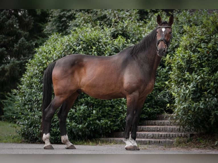 Hannoveriano Caballo castrado 13 años 176 cm Castaño in Blomberg