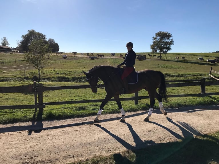 Hannoveriano Caballo castrado 13 años 176 cm Castaño oscuro in Bad Abbach