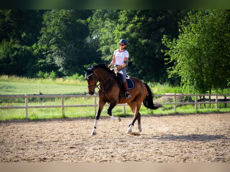 Hannoveriano Caballo castrado 13 años 176 cm Castaño oscuro in Bad Abbach