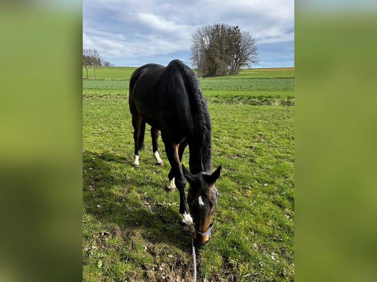 Hannoveriano Caballo castrado 13 años 176 cm Castaño oscuro in Bad Abbach