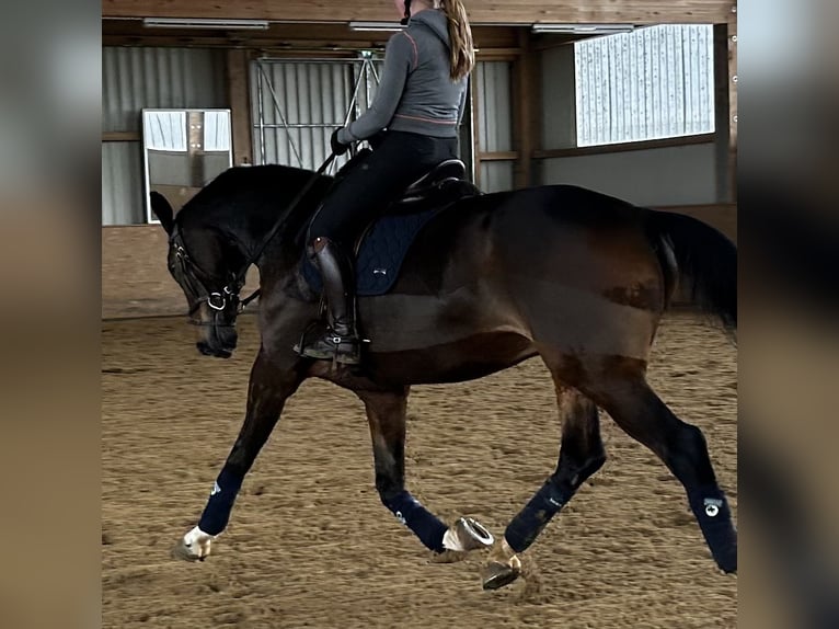 Hannoveriano Caballo castrado 13 años 176 cm Castaño oscuro in Bad Abbach