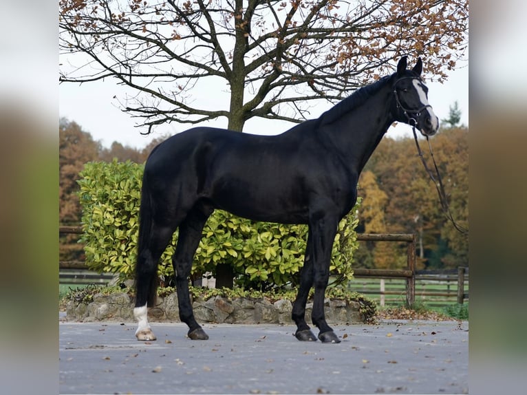 Hannoveriano Caballo castrado 13 años 176 cm Negro in Rietberg