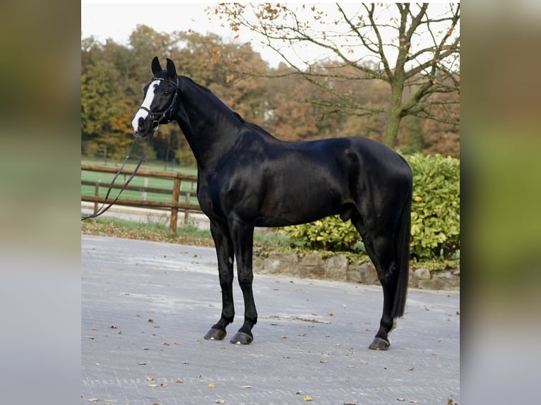 Hannoveriano Caballo castrado 13 años 176 cm Negro in Rietberg
