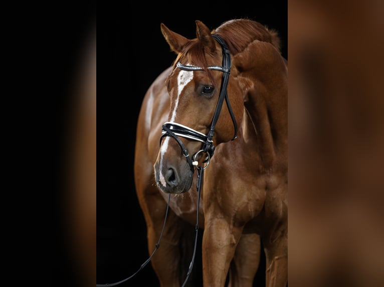 Hannoveriano Caballo castrado 13 años 178 cm Alazán in Renningen