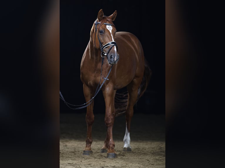 Hannoveriano Caballo castrado 13 años 178 cm Alazán in Renningen