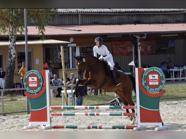 Hannoveriano Caballo castrado 13 años 178 cm Castaño in Schwalmstadt