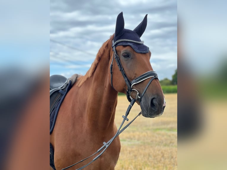 Hannoveriano Caballo castrado 13 años 179 cm Alazán in Schwaikheim