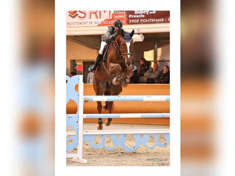 Hannoveriano Caballo castrado 13 años 180 cm Alazán-tostado in Dielsdorf
