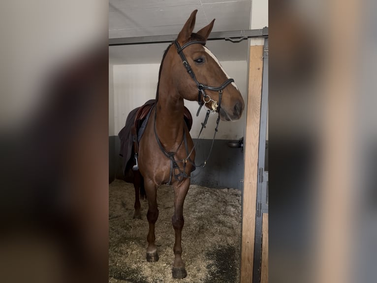 Hannoveriano Caballo castrado 13 años 180 cm Alazán-tostado in Dielsdorf
