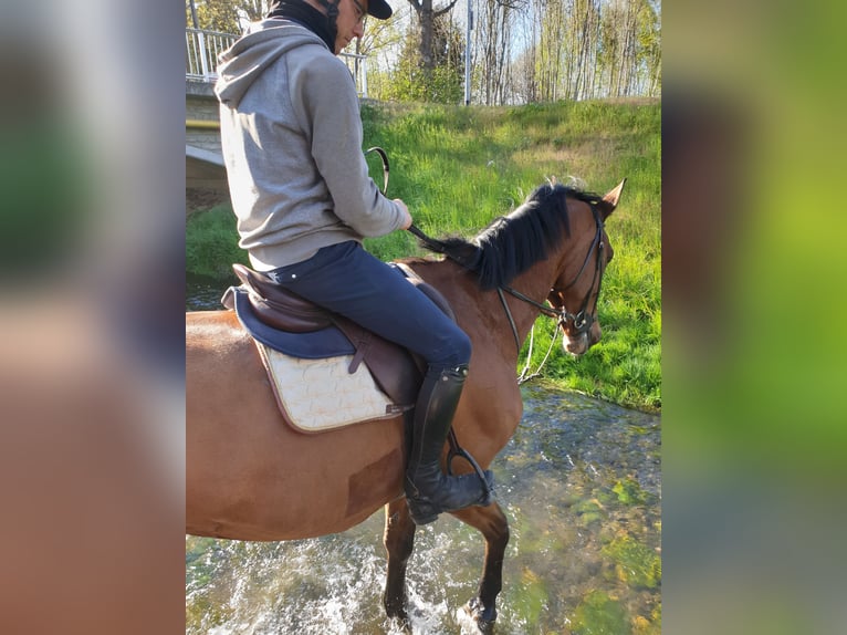 Hannoveriano Caballo castrado 13 años 180 cm Castaño in Halberstadt