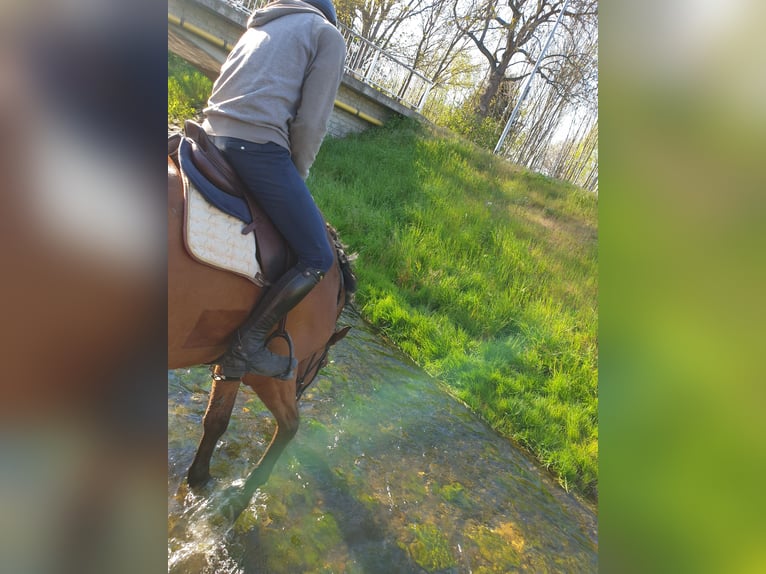 Hannoveriano Caballo castrado 13 años 180 cm Castaño in Halberstadt
