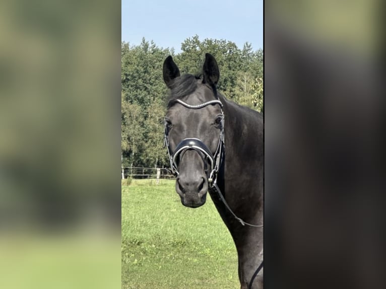 Hannoveriano Caballo castrado 13 años 183 cm Negro in Langwedel