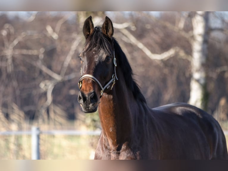 Hannoveriano Caballo castrado 13 años 185 cm Castaño oscuro in Sinsheim
