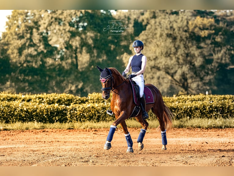 Hannoveriano Caballo castrado 14 años 156 cm Alazán-tostado in Werlte