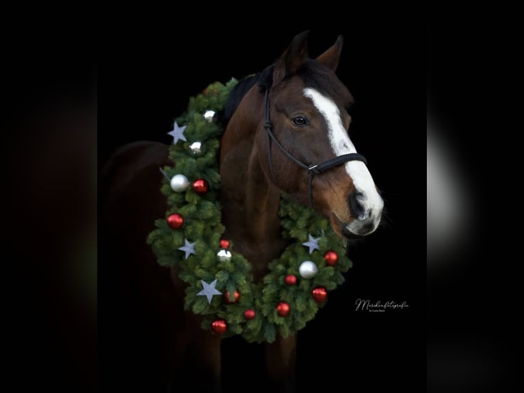 Hannoveriano Caballo castrado 14 años 160 cm Castaño in Nisterau