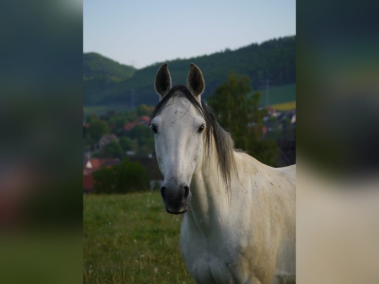 Hannoveriano Caballo castrado 14 años 162 cm Tordo in Osterode am Harz