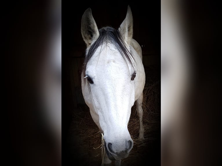 Hannoveriano Caballo castrado 14 años 162 cm Tordo in Osterode am Harz