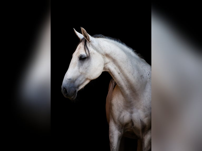 Hannoveriano Caballo castrado 14 años 162 cm Tordo in Osterode am Harz