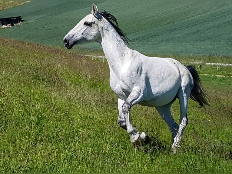 Hannoveriano Caballo castrado 14 años 162 cm Tordo in Osterode am Harz