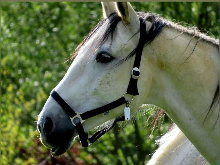 Hannoveriano Caballo castrado 14 años 162 cm Tordo in Osterode am Harz